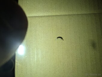 Čelné sklo Felicia - 3