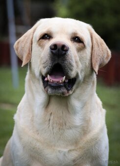 KRYTIE - Labrador retriever s PP - 3