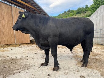 Plemenný býk aberdeen angus - 3