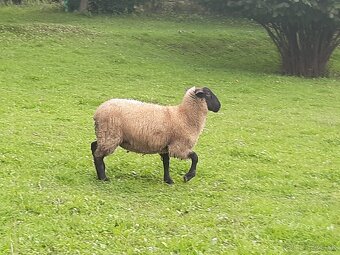 Suffolk - 3