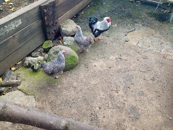 Wyandotky zdrobnele - 3