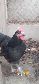 Kohúti-Australorp - 3