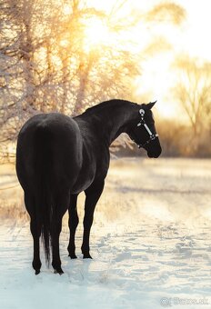 Pripúšťanie Quarter Horse - 3