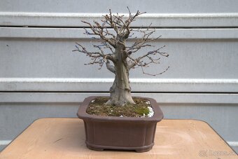bonsai, bonsaj, Hrab - 3