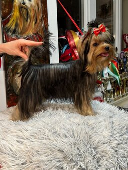 Yorkshire terrier, yorkie, mini yorkshire - 3