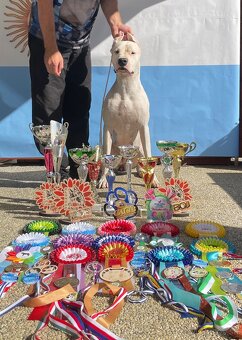Argentínska doga štěňata, Dogo Argentino - 3