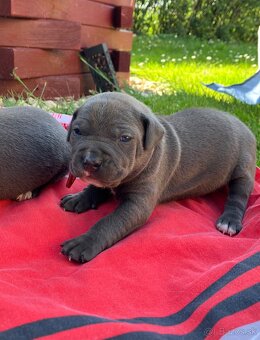 Amstaff - 3