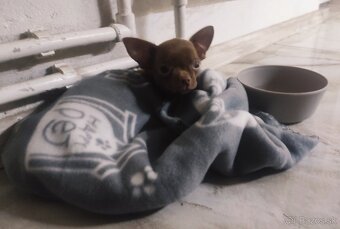 chihuahua mini - 3