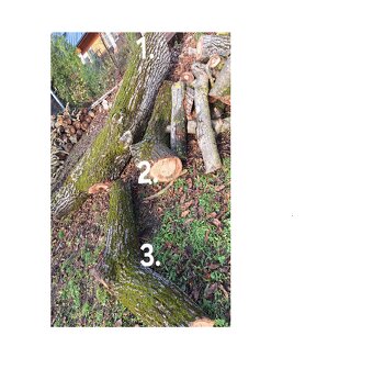 predám kmeň orecha - 3