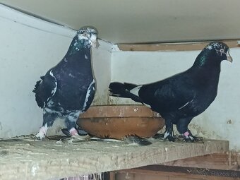 Východoslovenský kotrmeliak - 3