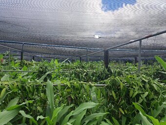 Prémiová vanilka z Maurícia - 3