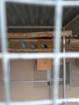 Alexander malý modry Samička s DNA Testom. - 3