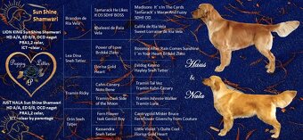 Zlatý Retriever / Golden Retriever s PP - 3