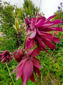Orlíček obyčajný –Aquilegia vulgaris-prázdnokvetý a plnokvet - 3
