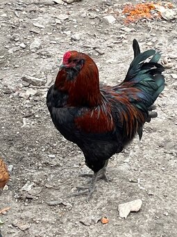 Predám alebo vymenímkohútov Araucana - 3