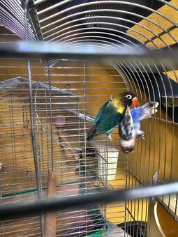 Agapornis personata spolu s veľkou klietkou. - 3