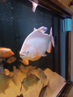 Pirana albino - 3