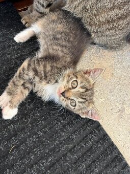 Darujem mačiatka - 3