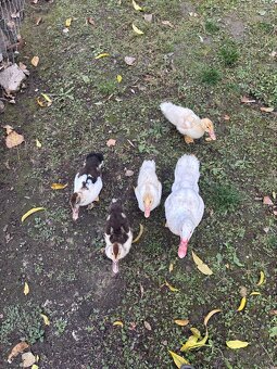 Pižmove kačice - 3