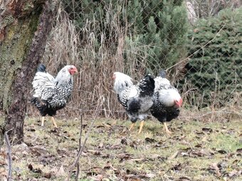 Wyandotka strieborná - 3