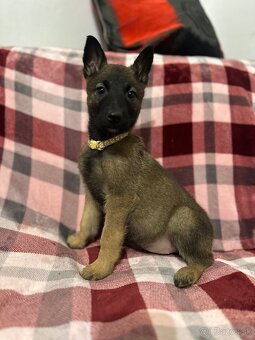 Belgicky x Nemecký ovčiak - 3