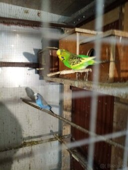 Predám vystavné andulky - 3