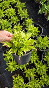 Hosta - funkia - 3