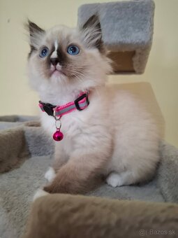 Ragdoll mačiatka - 3