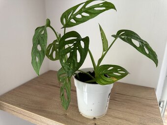 Monstera adansonii mint viacero rastlin - 3