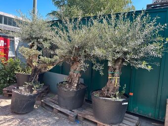 Predám olivovníky Bonsai - 3