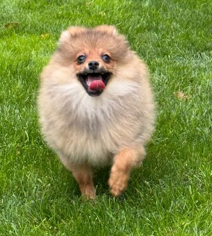 Pomeranian – nemecký trpasličí špic- malá fenka s rodokmeňom - 3
