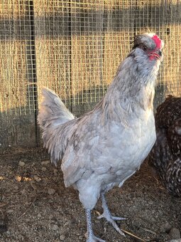 Araucana levander kohut - 3