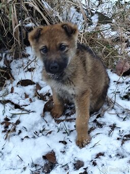 Československý vlčiak - 3