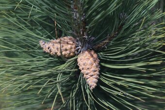 Canon FD 200/4 M42 - 3