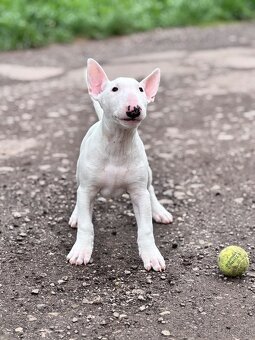 Miniatúrny Bulterier / bullterrier - 3