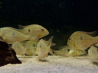 Geophagus abalios - 3