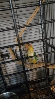 Amazonik bielobruchy - 3