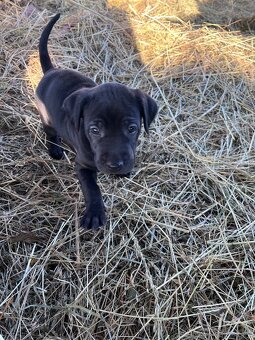 Darujem steniatka - 3