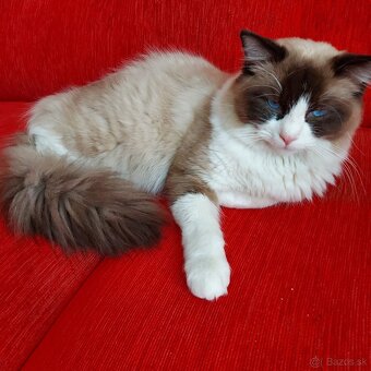 Ponukam ragdoll kocurov na krytie - 3