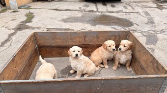 Zlatý retriever - 3