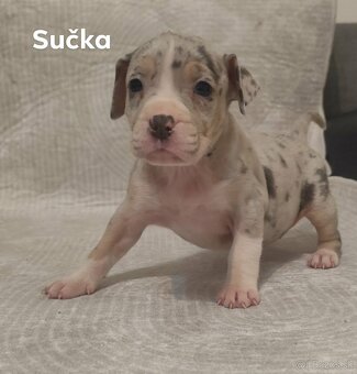 American bully merle - 3