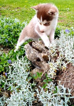 Sibirsky husky hasky - 3