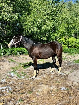 Roční American Quarter Horse black klisna, vnučka Gunnera - 3