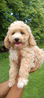 Maltipoo - 3