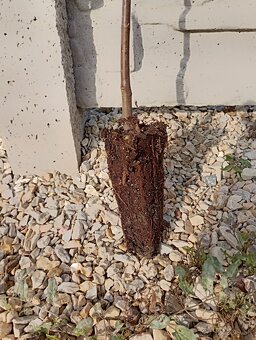 Gaštan jedlý -Castanea sativa - 3