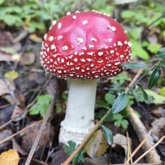 Tinktúra z muchotrávky červenej - 3