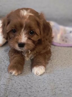 Cavapoo - 3