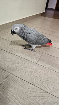 Predam papagaja Zako aj s PP - 3