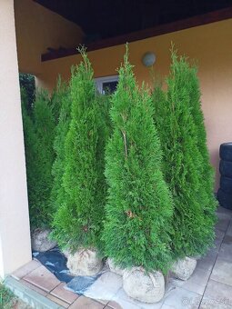 Tuja Smaragd od 80cm do 250cm - 3