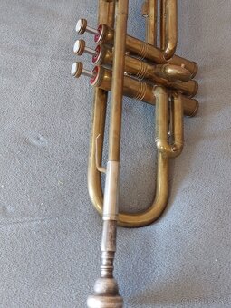 Trubka amati kraslice - 3